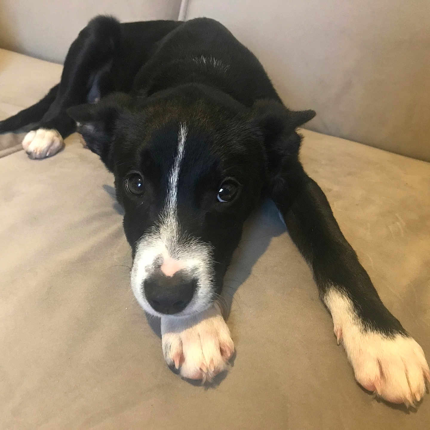 Aïko a rejoint le concours — aidez-le/la à gagner de superbes lots ! puppy, dog, black_and_white, couch, indoor, pet, canine, young_dog, relaxed, lying_down, cute, animal, fur, paw, nose, ears, looking_up, home, domestic_animal, companion