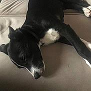 Aïko a rejoint le concours — aidez-le/la à gagner de superbes lots ! dog, sleeping, couch, indoor, black_and_white, pet, relaxed, stretching, fur, canine, domestic_animal, resting, comfort, collar, leg, jeans, home, furniture, nap, side_view