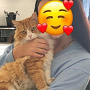 Filou participe au concours pour gagner de l'argent avec cette photo : cat, person, emoji_face, indoor, kitchen, holding, fluffy_cat, orange_cat, white_cat, sweater, furniture, utensil_holder, cabinet, hand, affection, cute, pet, smile, heart, cozy