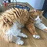 Filou a rejoint le concours — aidez-le/la à gagner de superbes lots ! cat, orange_cat, fluffy, long_hair, white_paws, table, wooden_table, indoor, pet, relaxed, stretching, domestic, feline, whiskers, ears, green_eyes, kitchen, household_items, basket, refrigerator