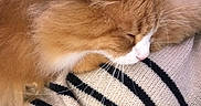 Filou a rejoint le concours — aidez-le/la à gagner de superbes lots ! cat, close_up, comfort, cozy, cuddle, face, furry, human, indoor, nap, orange_cat, person, pet, relaxation, resting, sleeping, soft, striped_sweater, warm, whiskers