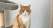 Filou participe au concours pour gagner de l'argent avec cette photo : cat, orange_cat, white_cat, fluffy_cat, cat_tree, indoor, clock, roman_numerals, gray_cat_tree, pet, feline, sitting, looking_at_camera, wall, floor, home_interior, pet_furniture, animal, domestic_cat, cute