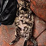 animal, bag, cat, couch, cozy, cute, domestic_cat, fluffy, fur, furniture, indoor, leather_bag, looking, patterned_fabric, pet, relaxed, resting, sitting, tortoiseshell_cat, wide_eyes