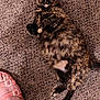 animal, carpet, casual, cat, cozy, curious, domestic_animal, feline, footwear, fur, home, indoor, lying_down, paw, pet, pink_sandal, relaxed, sandal, tortoiseshell_cat, wide_eyes