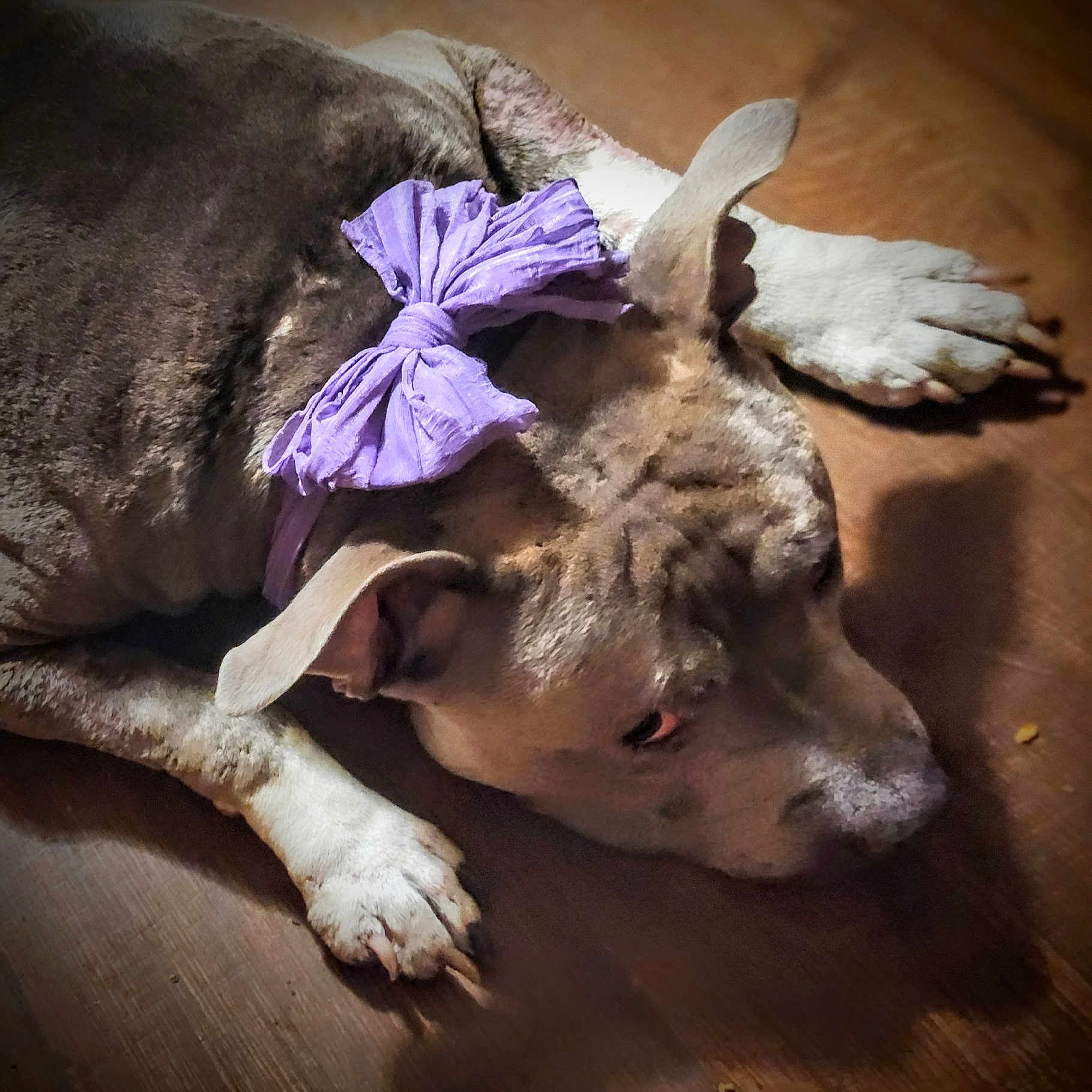 Jas-Shell is registered to the contest to win money with this photo: animal, bulldog, canine, dog, face, flower, hardwood, head, hound, indoors, interiordesign, person, pet, petal, photography, pitbull, plant, puppy, purple, wood