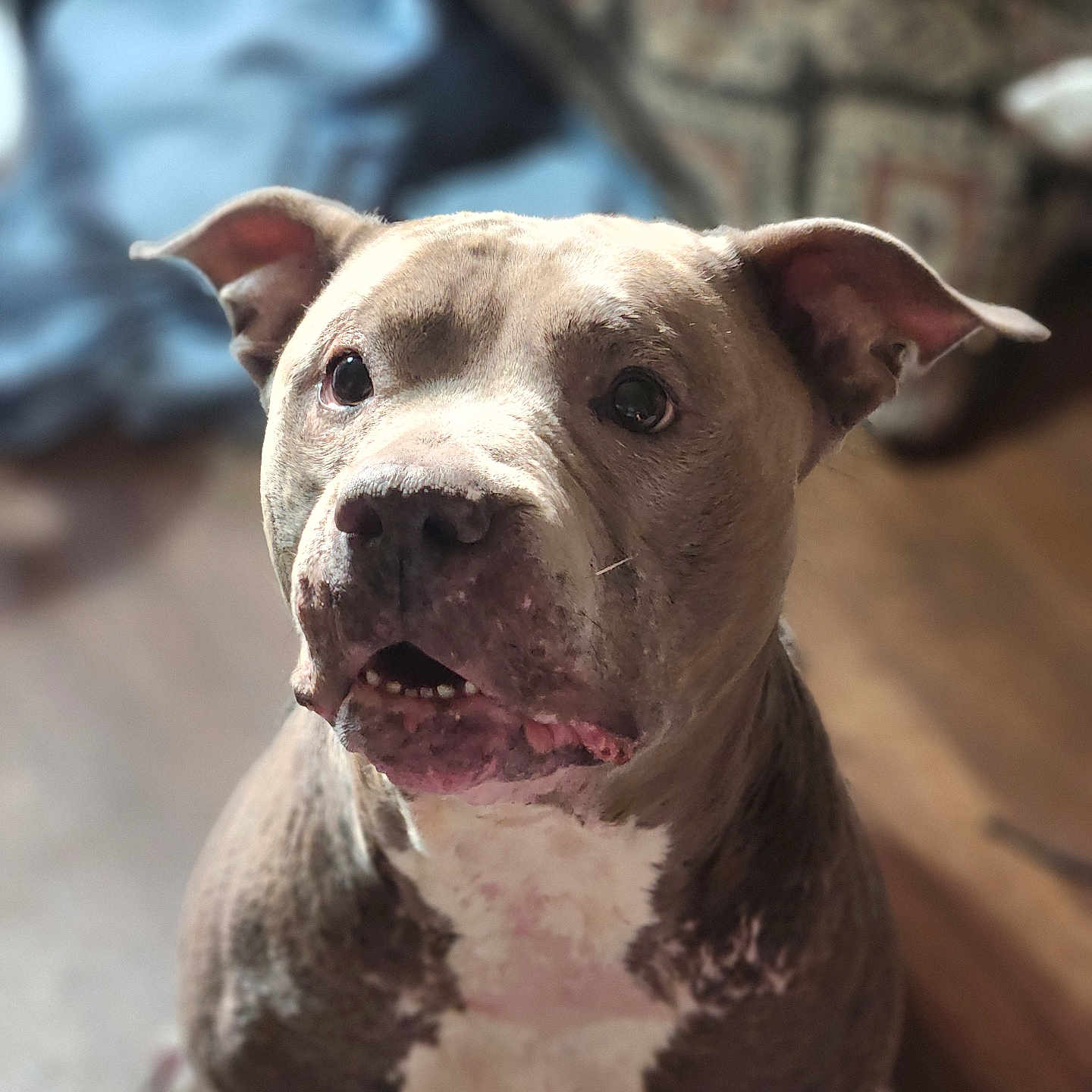 Jashell is registered to the contest to win money with this photo: animal, boxer, bulldog, canine, dog, frenchbulldog, machine, pet, pitbull, puppy, snout, spoke, terrier