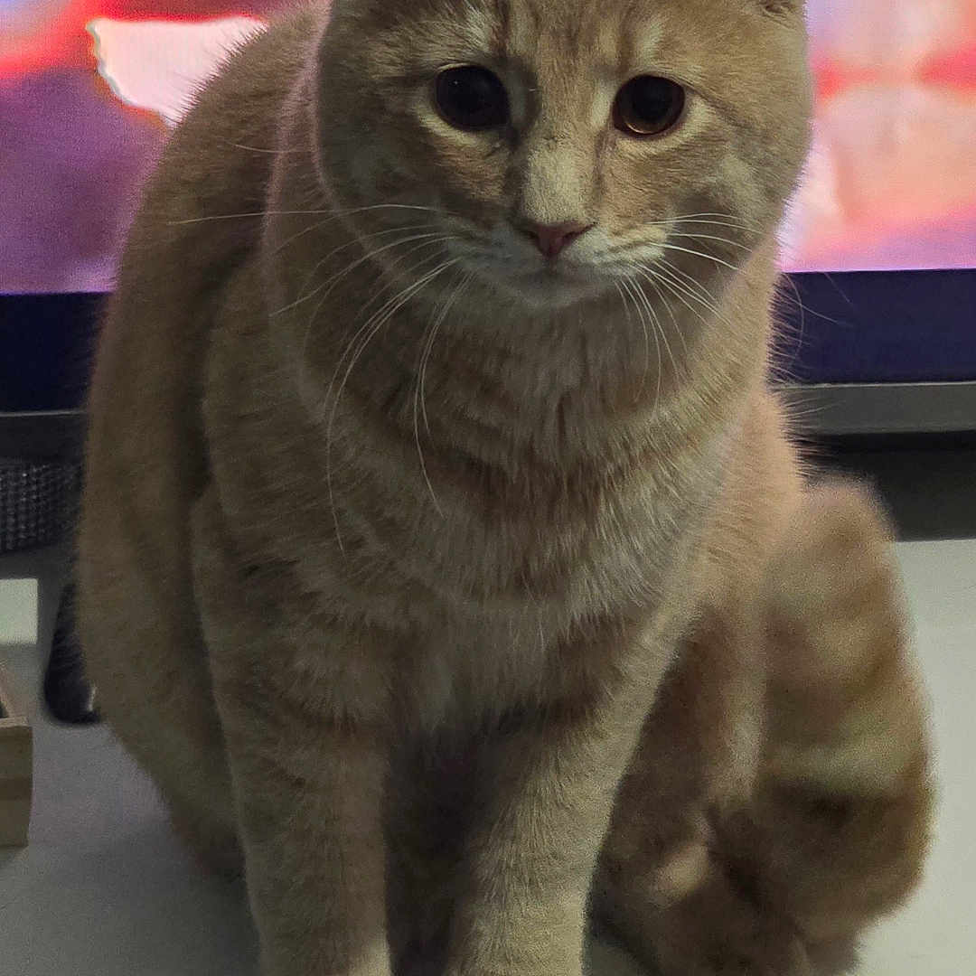 Simba