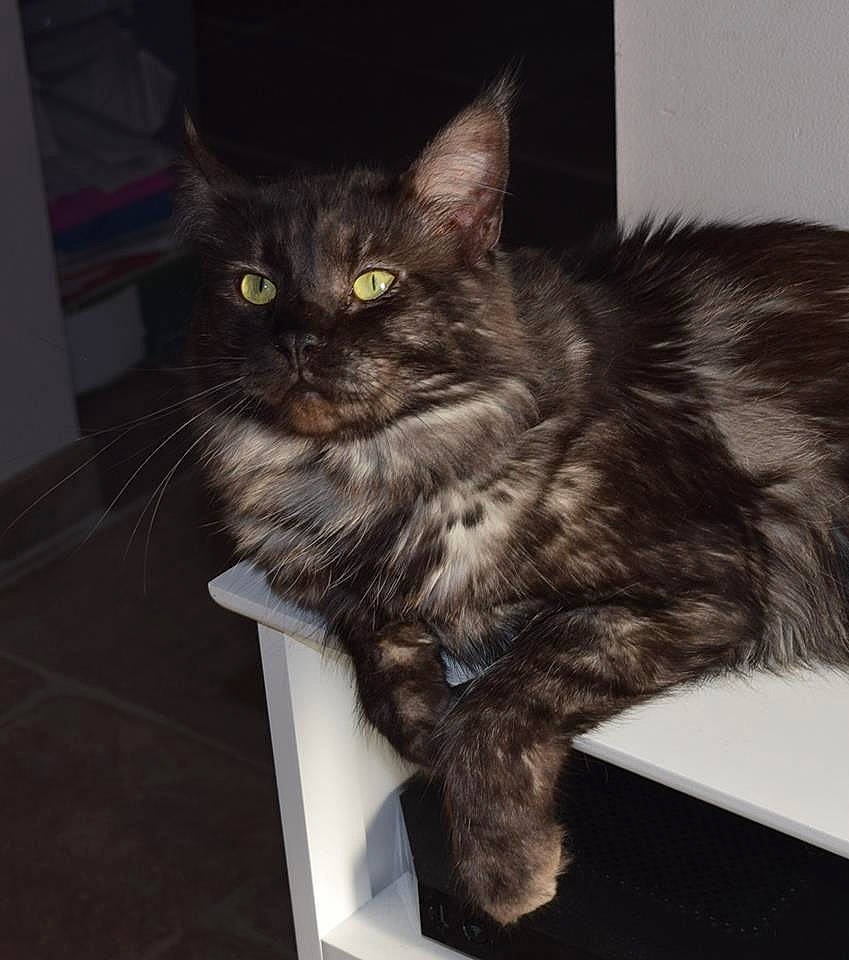 Mc Gyver participe au concours pour gagner de l'argent avec cette photo : beauty, black_cat, blue, box, carnivore, cat, electronic_device, felidae, floor, kitten, mammal, monochrome, photograph, small_to_medium_sized_cats, snout, tail, technology, vertebrate, whiskers, white