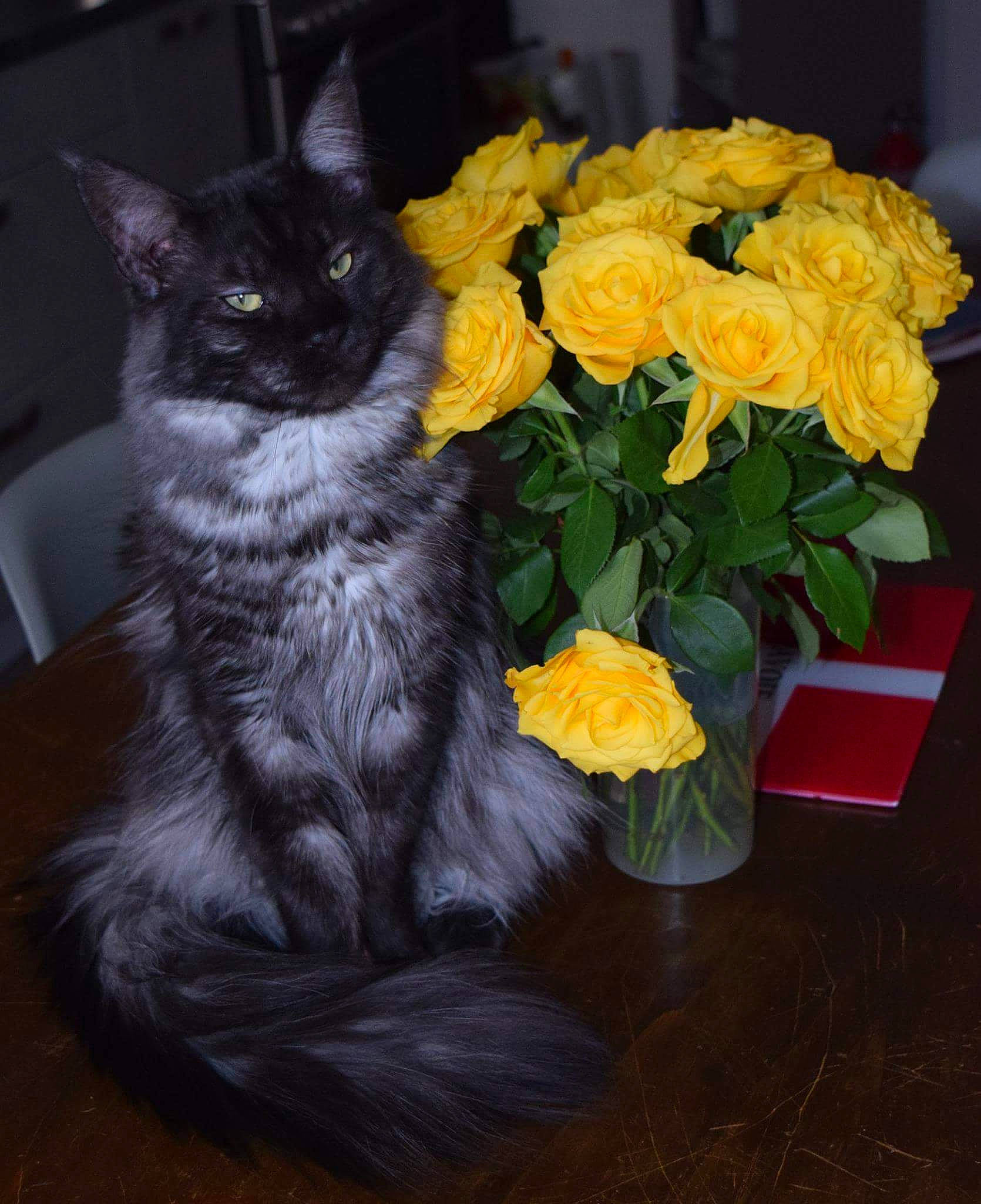 Mc Gyver participe au concours pour gagner de l'argent avec cette photo : blue, bouquet, carnivore, cat, dog_breed, eye, felidae, flower, grass, green, lighting, nature, organism, petal, room, sitting, small_to_medium_sized_cats, vertebrate, whiskers, yellow
