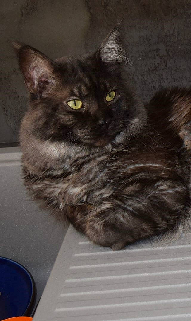 Mc Gyver participe au concours pour gagner de l'argent avec cette photo : black_cat, box, carnivore, cat, claw, domestic_short_haired_cat, felidae, fur, grey, paw, small_to_medium_sized_cats, snout, tail, terrestrial_animal, whiskers