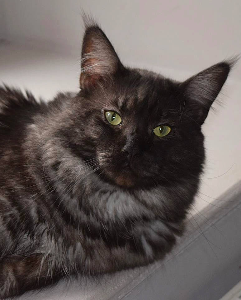 Mc Gyver a rejoint le concours — aidez-le/la à gagner de superbes lots ! black, black_cat, carnivore, cat, felidae, fur, grey, iris, mammal, small_to_medium_sized_cats, snout, vertebrate, whiskers