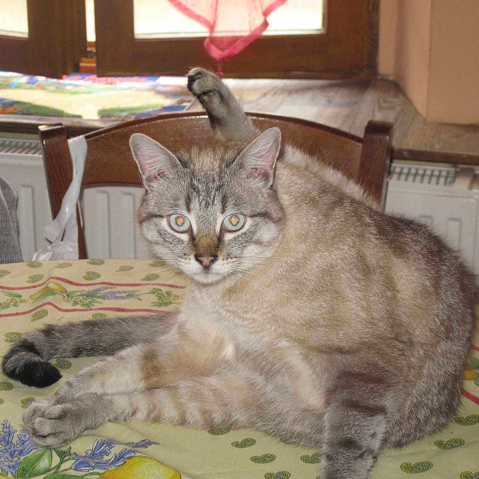 Roméo