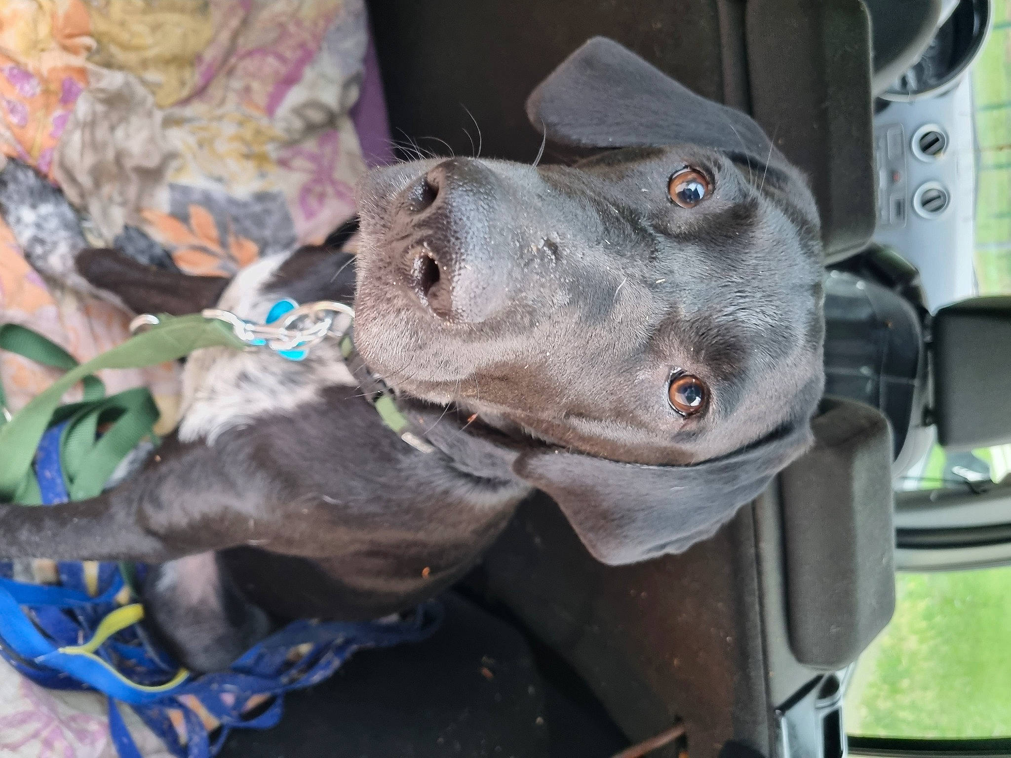 Babu participe au concours pour gagner de l'argent avec cette photo : auto_part, automotive_exterior, canidae, carnivore, collar, dog, dog_breed, dog_collar, guard_dog, leash, liver, snout, sporting_group, vehicle, vehicle_door, windshield, working_animal