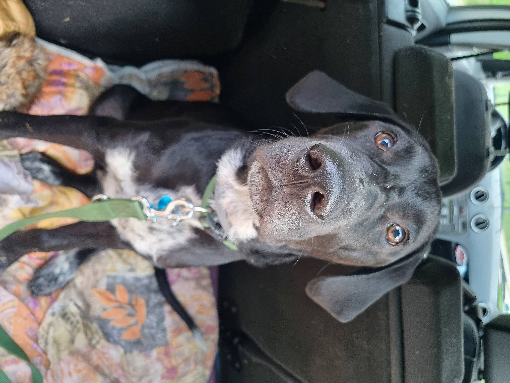 Babu participe au concours pour gagner de l'argent avec cette photo : auto_part, automotive_exterior, automotive_tire, automotive_wheel_system, bumper, car, carnivore, dog, dog_breed, electrical_wiring, family_car, fur, gas, machine, motor_vehicle, rim, trunk, vehicle, vehicle_door