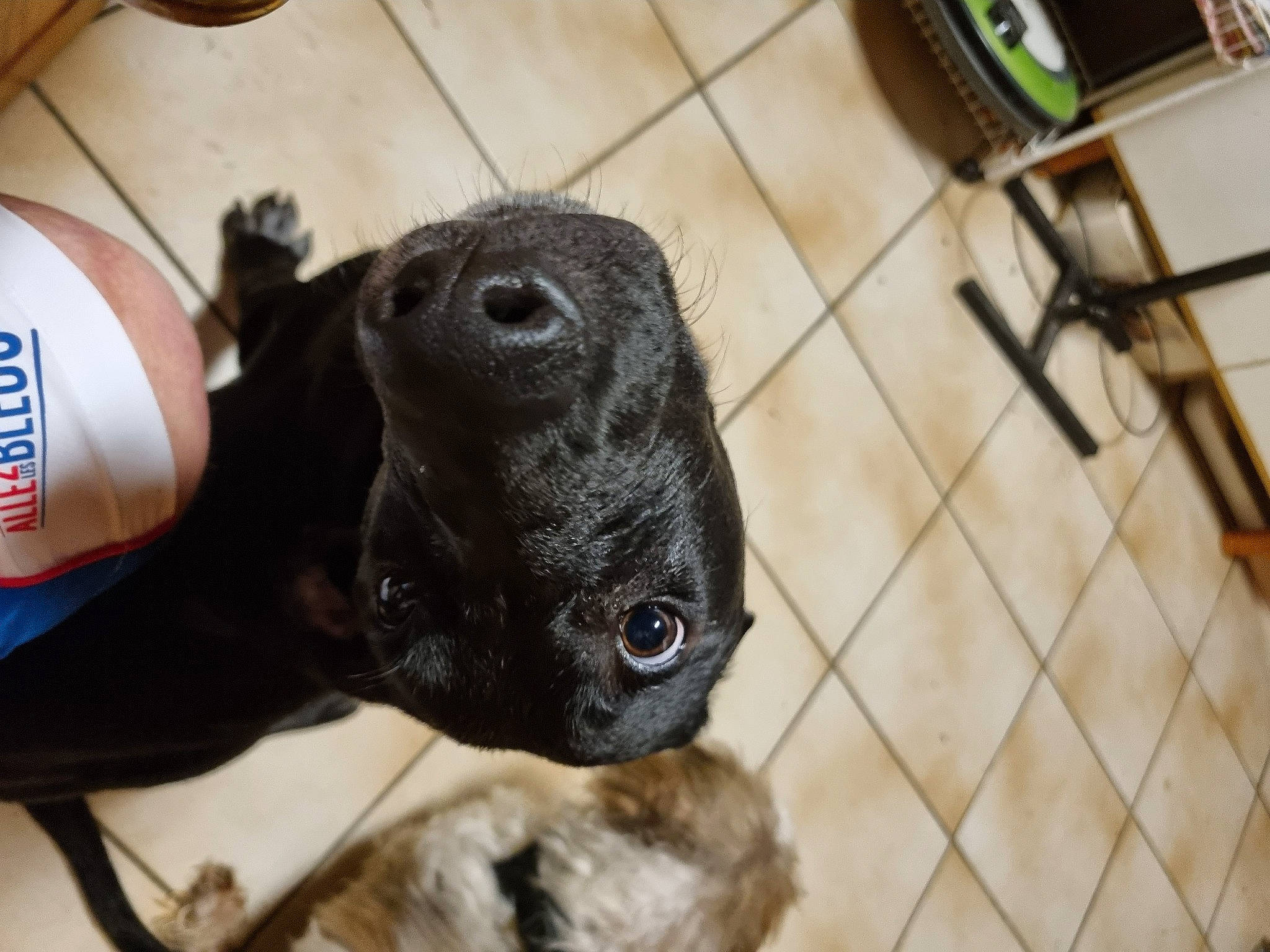 Babu a rejoint le concours — aidez-le/la à gagner de superbes lots ! canidae, carnivore, claw, collar, companion_dog, dog_breed, fawn, felidae, flooring, fur, hardwood, non_sporting_group, puppy, small_to_medium_sized_cats, snout, sporting_group, tail, terrestrial_animal, whiskers, working_animal