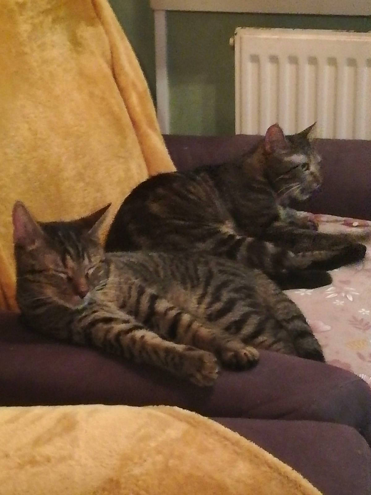 Calinou a rejoint le concours — aidez-le/la à gagner de superbes lots ! bed, bedding, carnivore, cat, comfort, couch, domestic_short_haired_cat, felidae, flooring, fur, grey, hardwood, human_leg, linens, paw, room, small_to_medium_sized_cats, tail, whiskers, wood