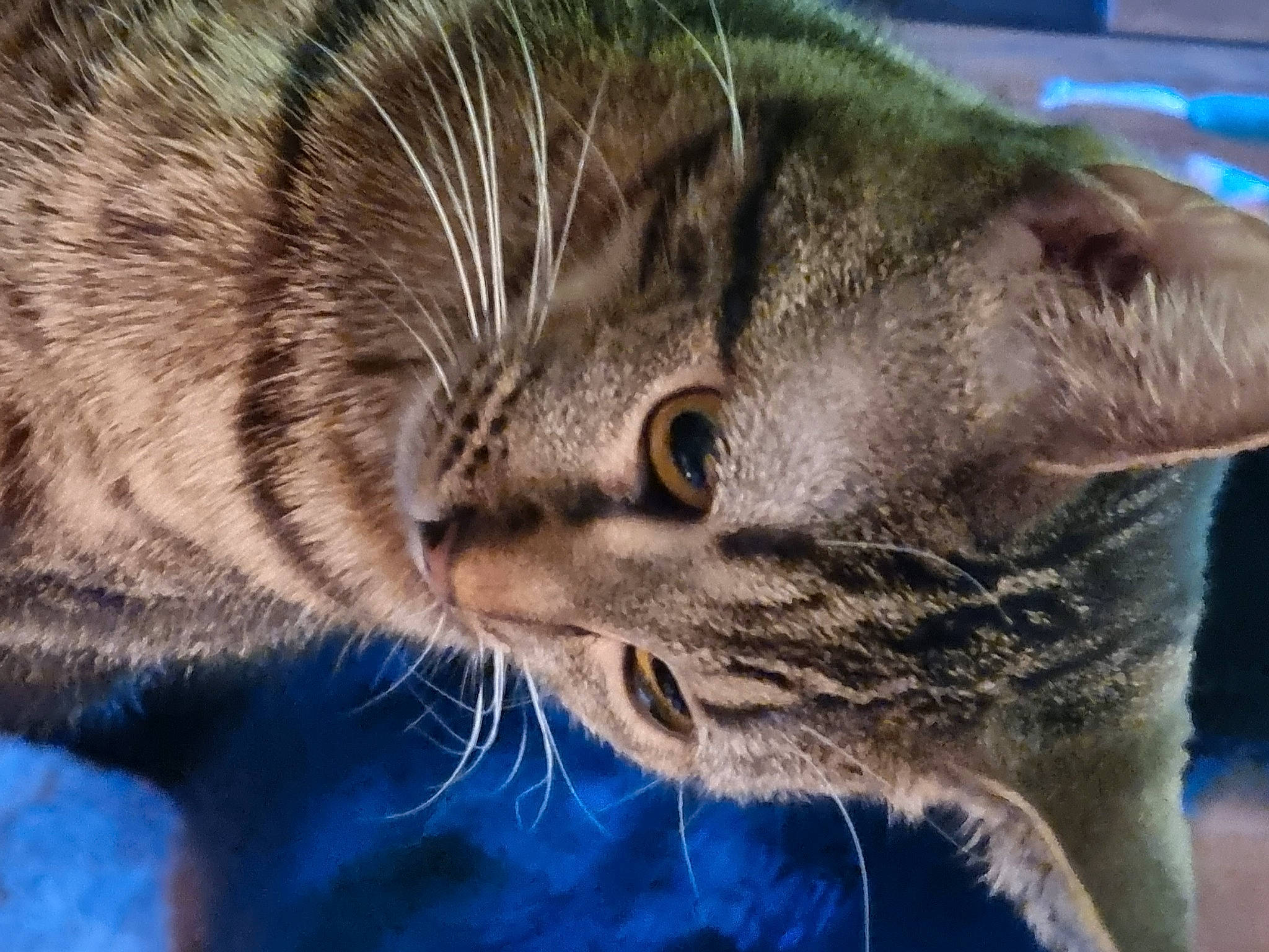 Calinou a rejoint le concours — aidez-le/la à gagner de superbes lots ! carnivore, cat, close_up, comfort, domestic_short_haired_cat, electric_blue, eye, felidae, fur, head, paw, small_to_medium_sized_cats, snout, terrestrial_animal, tree, whiskers, wildlife, window