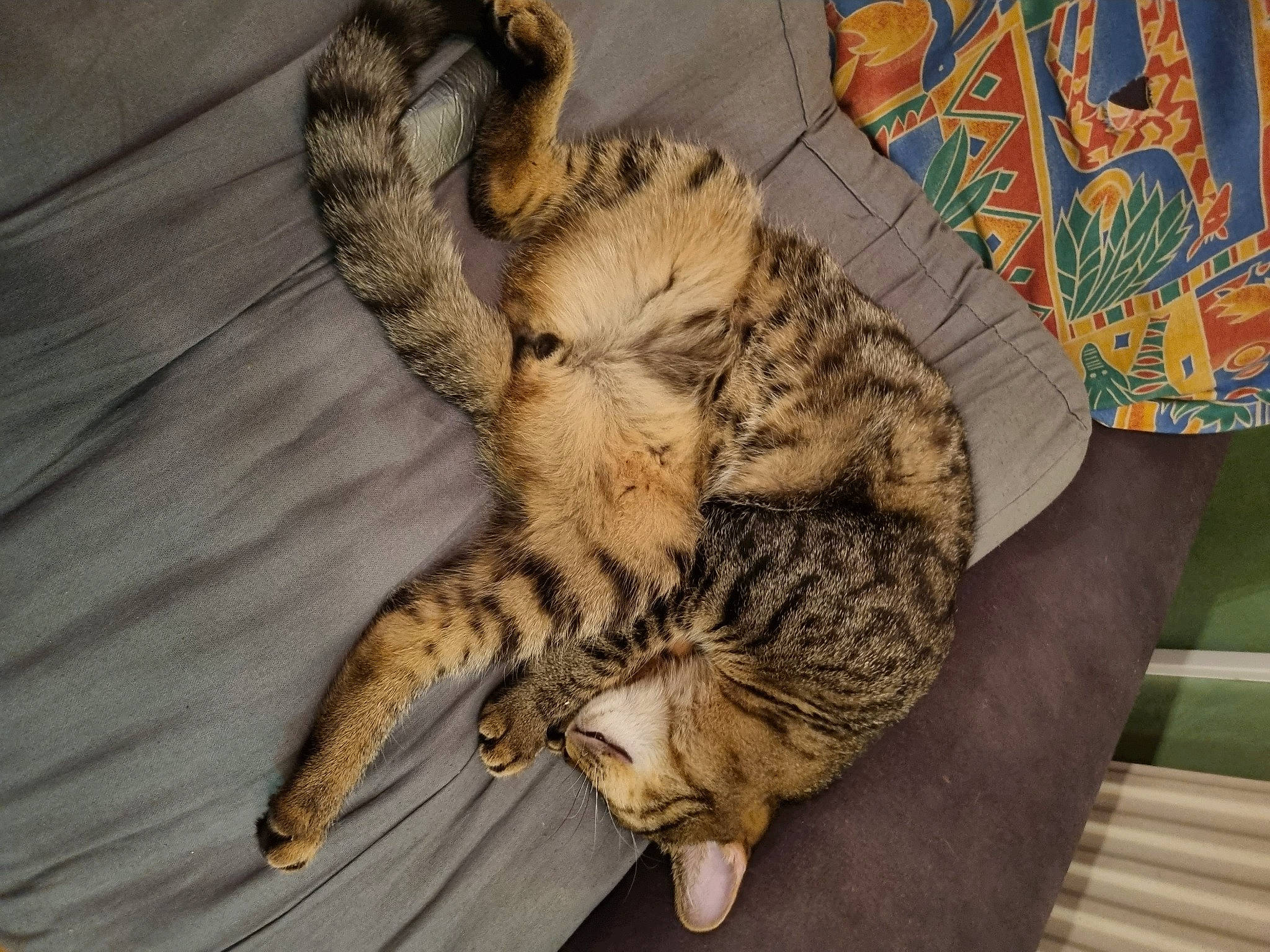 Calinou participe au concours pour gagner de l'argent avec cette photo : big_cats, carnivore, cat, claw, comfort, domestic_short_haired_cat, fawn, felidae, foot, fur, nap, paw, small_to_medium_sized_cats, snout, tail, terrestrial_animal, tree, whiskers, wildlife, wood