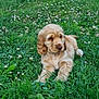 Ayden a rejoint le concours — aidez-le/la à gagner de superbes lots ! puppy, dog, grass, flower, greenery, outdoor, nature, pet, young, canine, fur, animal, meadow, relaxing, lying_down, spring, cute, fluffy, field, daylight
