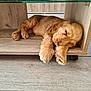 Ayden a rejoint le concours — aidez-le/la à gagner de superbes lots ! puppy, dog, sleeping, wooden_shelf, floor, cozy, cute, fur, pet, indoor, resting, adorable, animal, young_dog, brown, paws, quiet, peaceful, home, relaxation