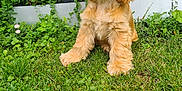 Ayden a rejoint le concours — aidez-le/la à gagner de superbes lots ! dog, puppy, golden, grass, greenery, plants, outdoor, pet, cute, furry, animal, canine, garden, nature, young, sitting, fur, adorable, playful, friendly