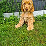 dog, puppy, golden, grass, greenery, plants, outdoor, pet, cute, furry, animal, canine, garden, nature, young, sitting, fur, adorable, playful, friendly