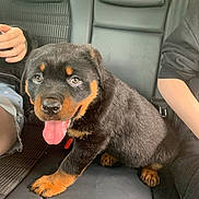 Arlo joined the competition — help win amazing prizes! animal, black_and_tan, car_interior, companion, cute, dog, fur, hand, human_arm, indoors, leather_seat, paw, pet, puppy, rottweiler, seatbelt, sitting, tongue_out, vehicle, young_dog