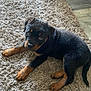 Arlo joined the competition — help win amazing prizes! animal, black, brown, carpet, cozy, curious, cute, dog, domestic_animal, eyes, floor, fur, indoor, laying, paw, pet, puppy, rottweiler, tail, young