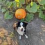 dog, pumpkin, leaves, soil, outdoor, sunlight, plant, happy, pet, nature, fall, autumn, smiling, animal, black_and_white, cute, small_dog, garden, vines, daylight