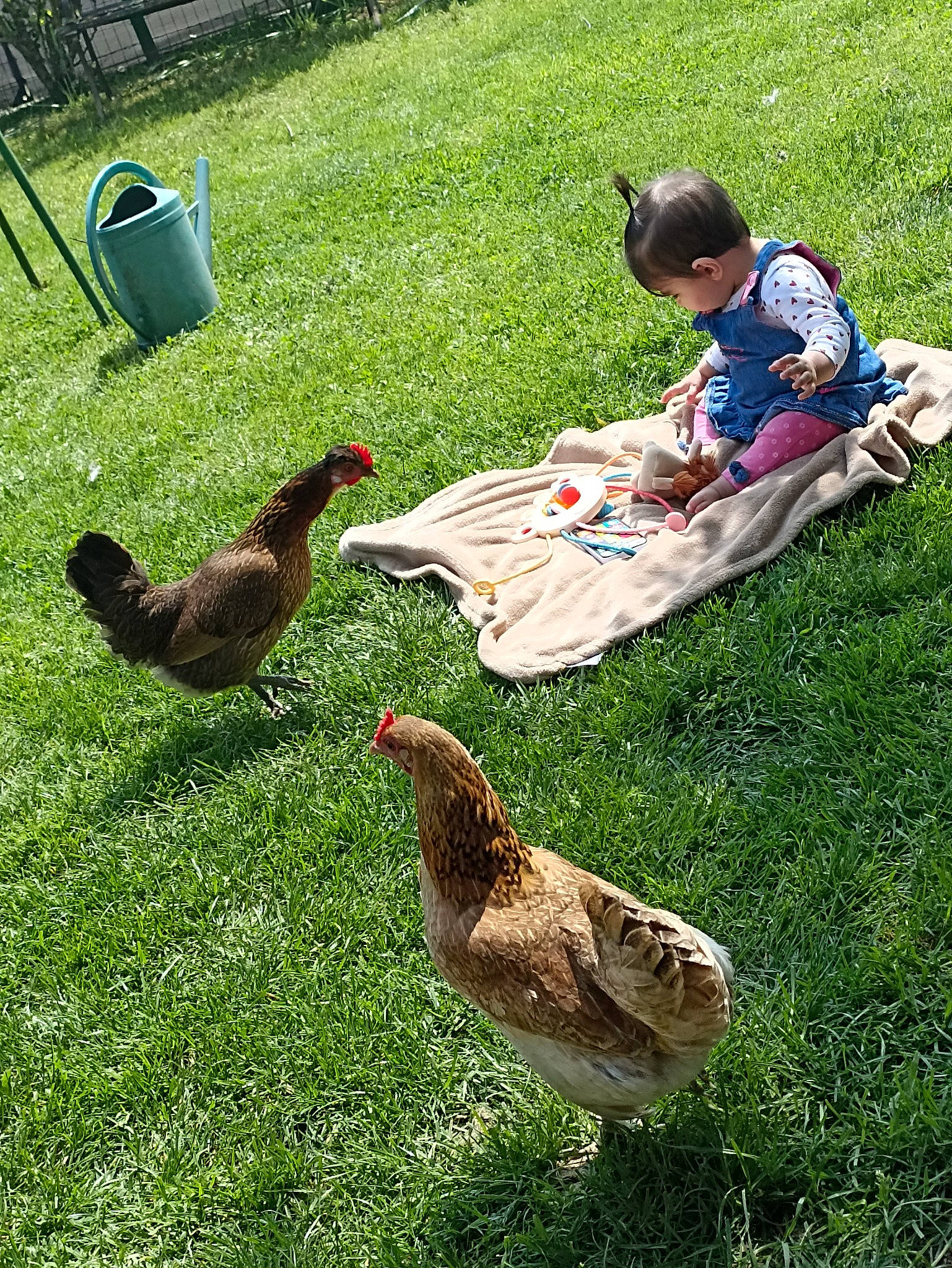 Malia participe au concours pour gagner de l'argent avec cette photo : beak, bird, chicken, fowl, galliformes, grass, grass_family, green, groundcover, hat, lawn, leisure, livestock, mammal, people_in_nature, person, phasianidae, plant, poultry, tree
