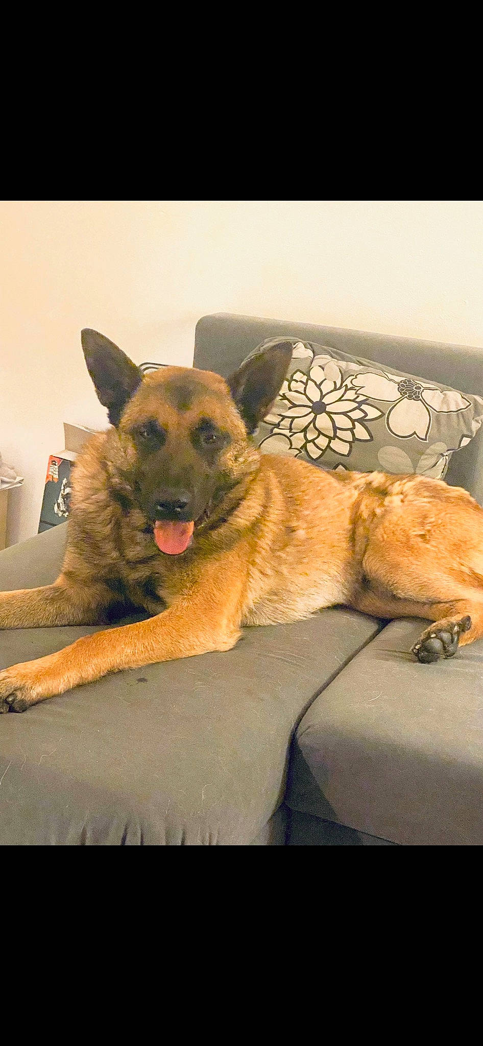 Sonny a rejoint le concours — aidez-le/la à gagner de superbes lots ! canidae, carnivore, collar, comfort, companion_dog, dog, dog_breed, dog_supply, fawn, fur, german_shepherd_dog, guard_dog, herding_dog, linens, old_german_shepherd_dog, paw, sporting_group, terrestrial_animal, working_animal, working_dog