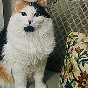 Sammy is registered to the contest to win money with this photo: cat, calico, fluffy, pet, indoor, cushion, pillow, floral, embroidery, green, bench, feline, curious, sitting, cute, fur, whiskers, domestic_animal, portrait, animal