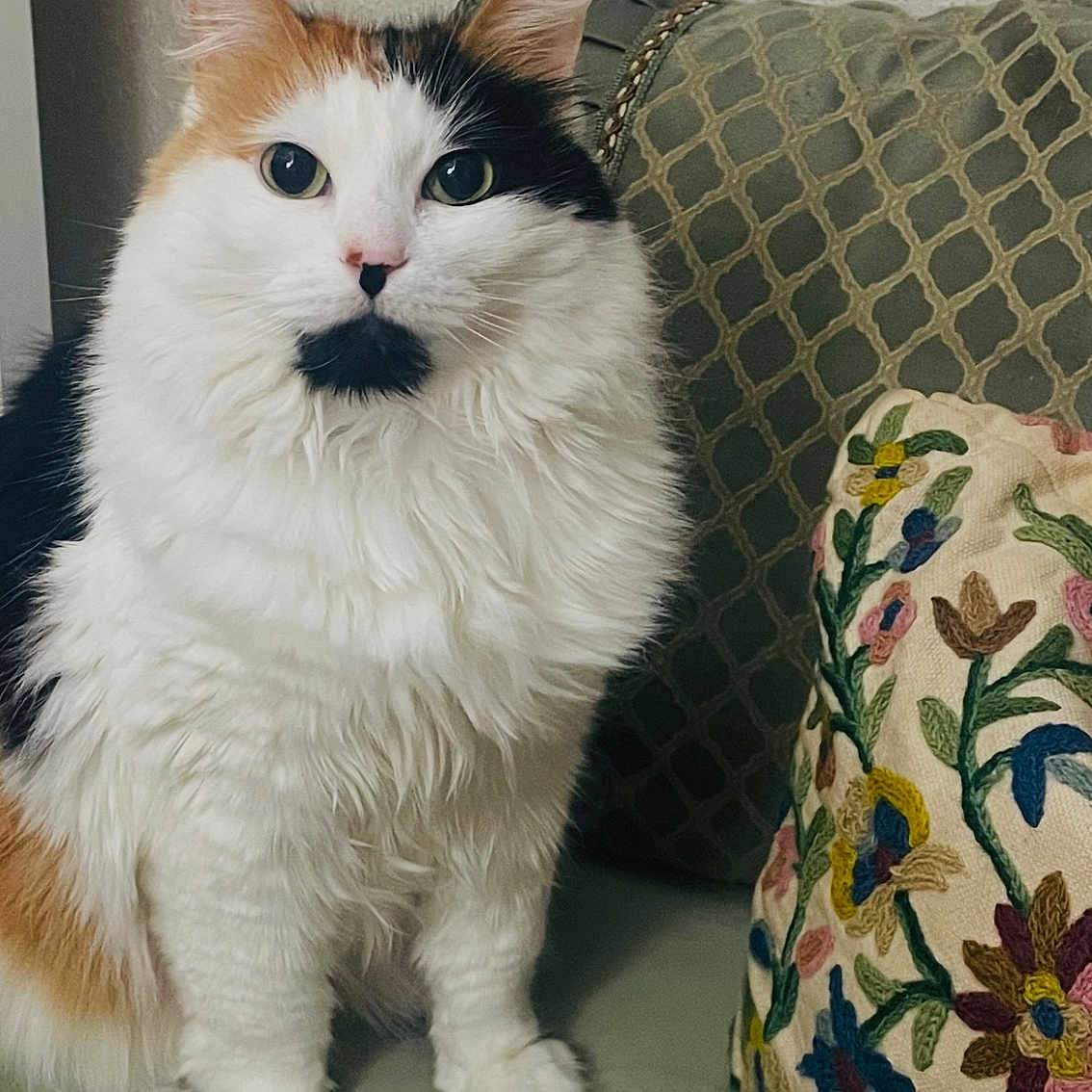 Sammy is registered to the contest to win money with this photo: cat, calico, fluffy, pet, indoor, cushion, pillow, floral, embroidery, green, bench, feline, curious, sitting, cute, fur, whiskers, domestic_animal, portrait, animal