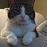 Aj is registered to the contest to win money with this photo: cat, tabby, pet, animal, feline, indoor, resting, armchair, texture, fur, whiskers, paws, closeup, domestic, cute, looking, relaxed, home, portrait, mammal