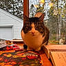 cat, table, book, window, autumn, tree, indoor, pet, animal, curious, reading, wood, nature, orange_light, fall, cozy, still_life, home, feline, closeup