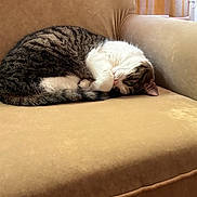 Aj joined the competition — help win amazing prizes! cat, tabby, white, feline, animal, pet, resting, curled_up, armchair, beige, indoor, cozy, fur, cute, sleepy, relaxing, whiskers, paw, tail, domestic