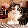 Aj joined the competition — help win amazing prizes! cat, tabby_cat, pet, indoor, close_up, green_eyes, pink_nose, whiskers, fur, paws, resting, curious, animal, mammal, portrait, feline, domestic_cat, cozy, texture, warm_lighting