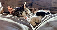 Aj joined the competition — help win amazing prizes! cat, tabby, sleeping, paw, couch, furniture, sunlight, indoor, cozy, resting, pet, animal, whiskers, fur, relaxation, closeup, domestic, mammal, cute, nap
