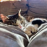 cat, tabby, sleeping, paw, couch, furniture, sunlight, indoor, cozy, resting, pet, animal, whiskers, fur, relaxation, closeup, domestic, mammal, cute, nap