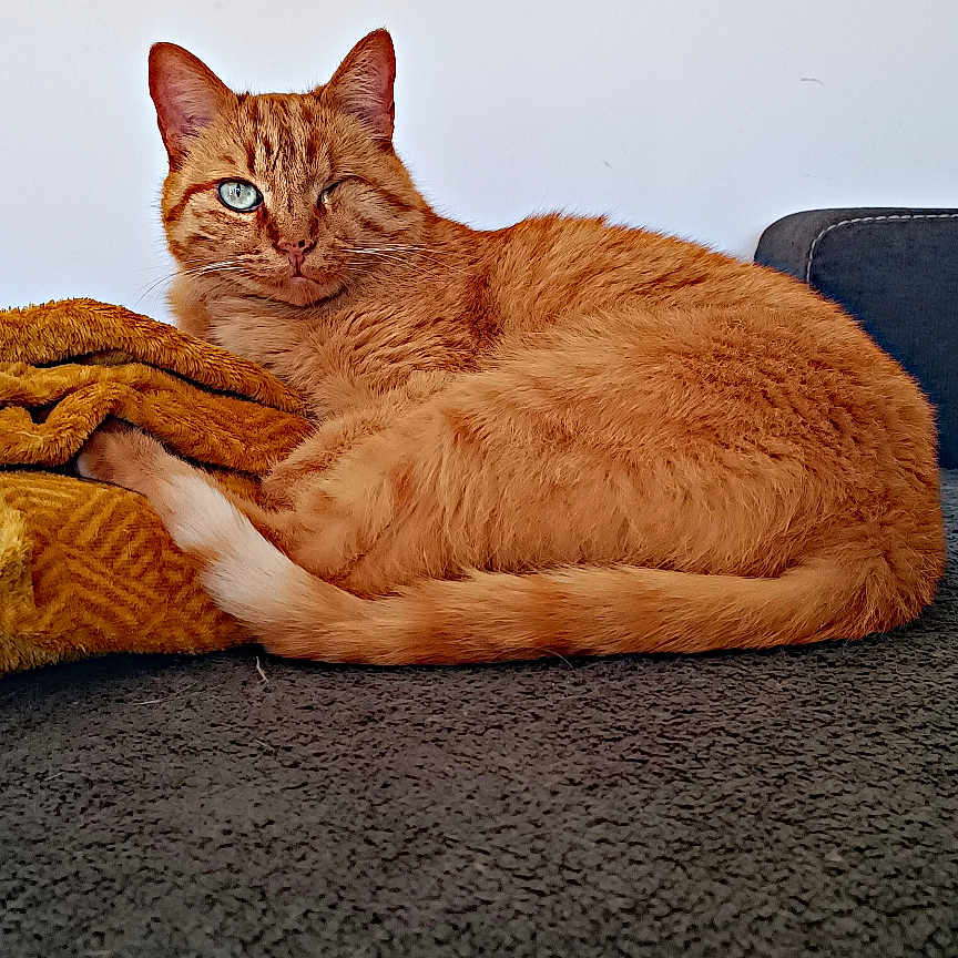 Moky participe au concours pour gagner de l'argent avec cette photo : abyssinian, animal, architecture, blanket, building, cat, couch, cushion, furniture, hardwood, homedecor, indoors, kitten, manx, person, pet, quilt, sleeping, towel, wood