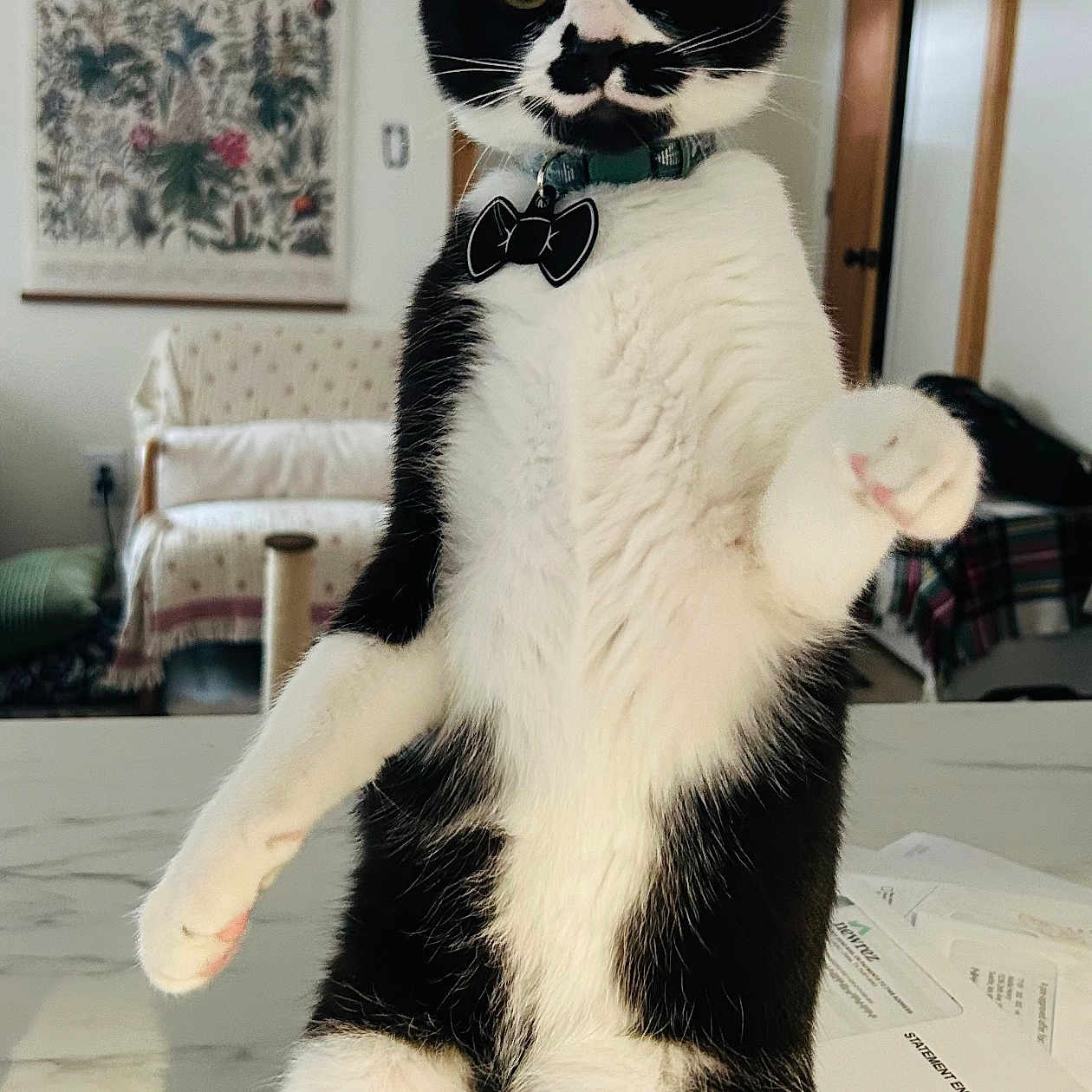 Anderdingus is registered to the contest to win money with this photo: alert, bow_tag, cat, collar, countertop, curious, documents, domestic, doorway, furniture, green_eyes, indoor, marble_countertop, paws, pet, portrait, standing, tuxedo_cat, wall_art, whiskers