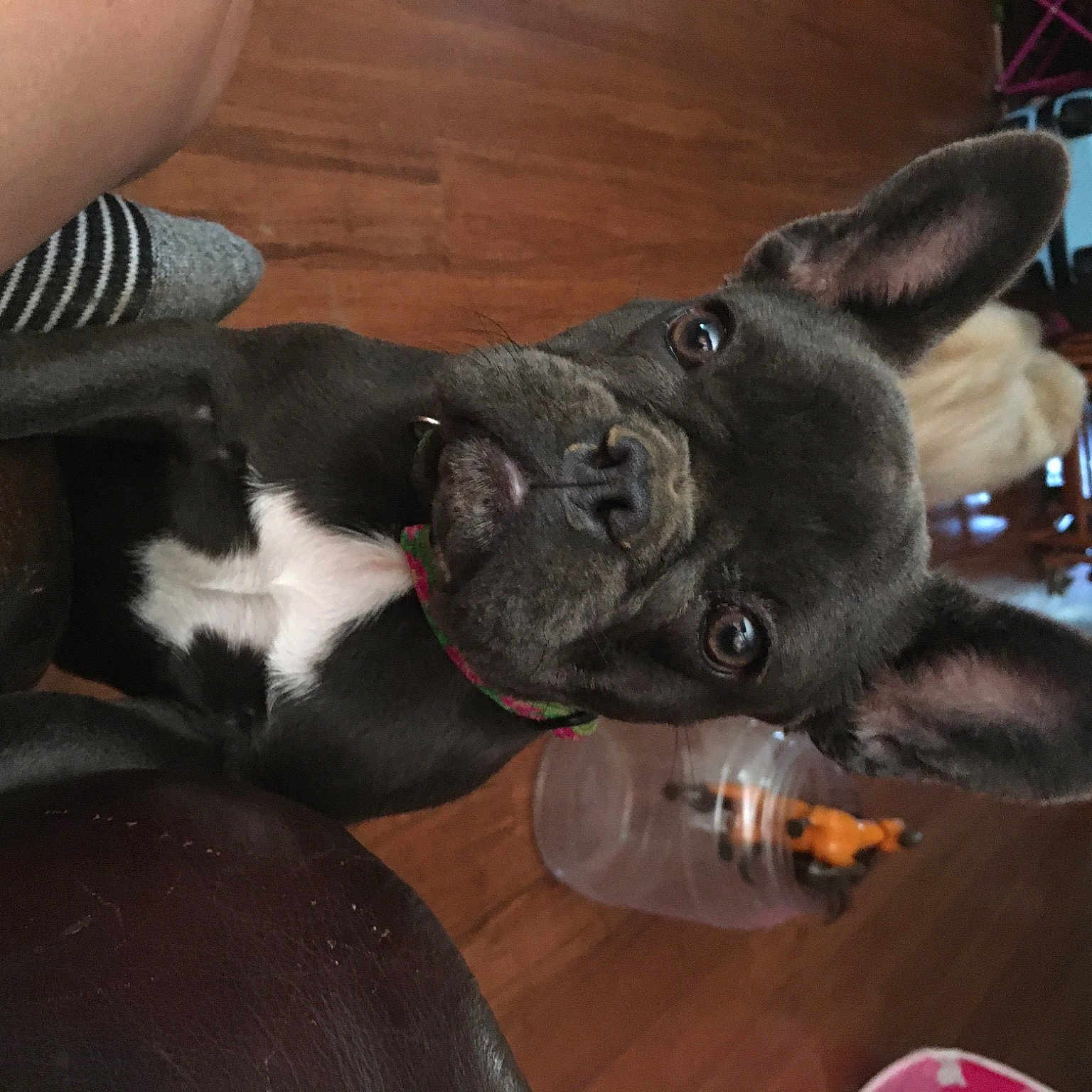 Ava