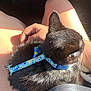 Gurt is registered to the contest to win money with this photo: animal, black_cat, casual, cat, closeup, comfort, denim, fur, hand, harness, indoor, lap, person, pet, resting, seatbelt, shadow, skin, sunlight, whiskers
