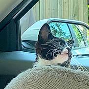 Gurt is registered to the contest to win money with this photo: animal, black_and_white, car, car_interior, cat, closeup, curious, daylight, domestic_cat, ears, feline, head, indoor, looking, pet, reflection, seat, side_view, whiskers, window