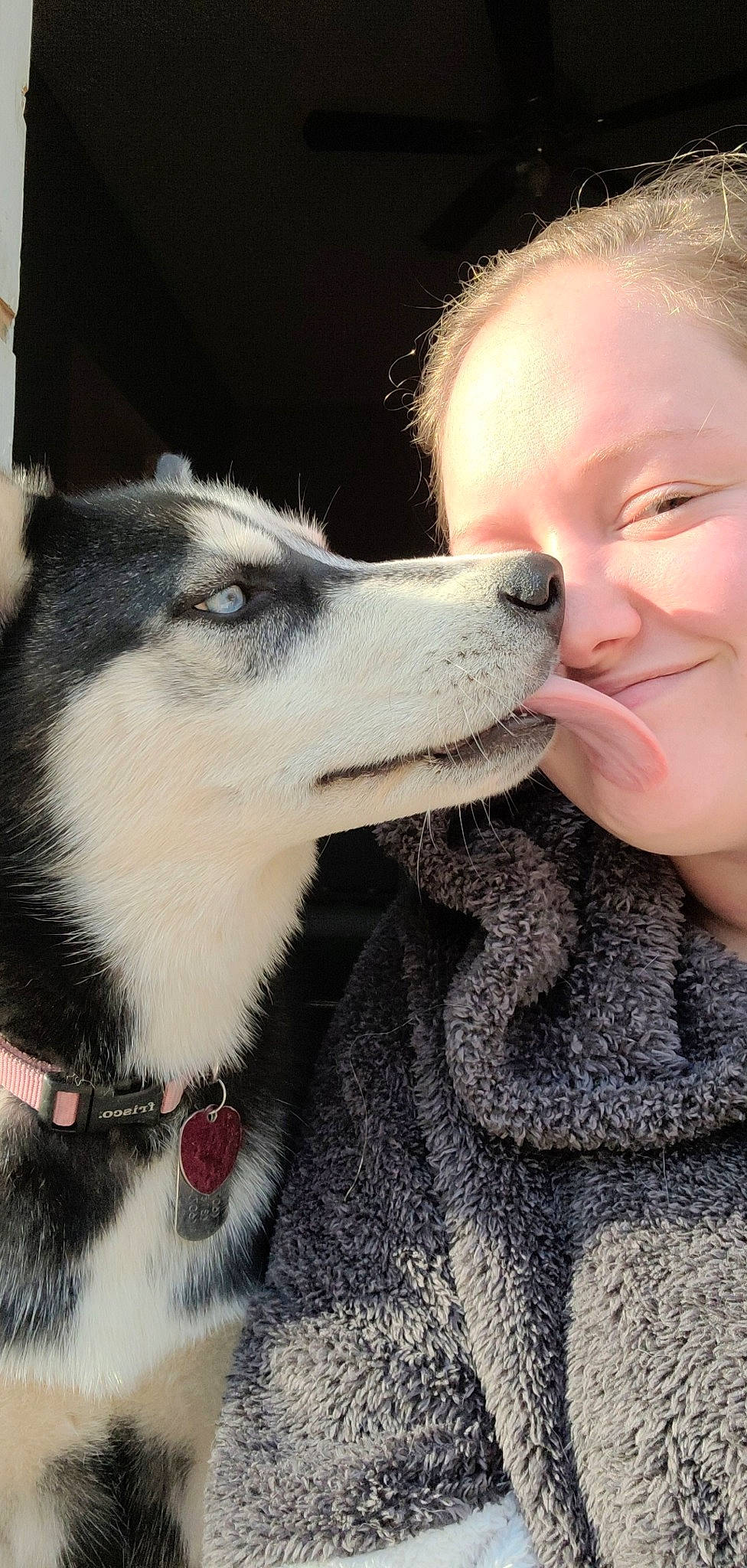 Bryn joined the competition — help win amazing prizes! alaskan_klee_kai, alaskan_malamute, canadian_eskimo_dog, canidae, carnivore, dog, dog_breed, jaw, mammal, miniature_siberian_husky, native_american_indian_dog, nose, rare_breed_dog, sakhalin_husky, seppala_siberian_sleddog, siberian_husky, sled_dog, snout, vertebrate, working_dog