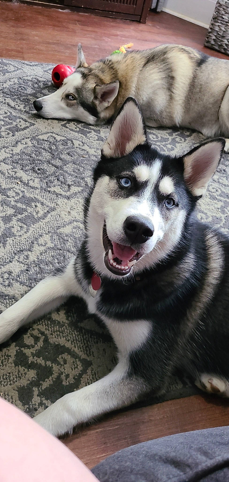 Bryn is registered to the contest to win money with this photo: alaskan_klee_kai, alaskan_malamute, canidae, carnivore, dog, dog_breed, jamthund, labrador_husky, mammal, miniature_siberian_husky, northern_inuit_dog, nose, sakhalin_husky, seppala_siberian_sleddog, siberian_husky, sled_dog, snout, tamaskan_dog, vertebrate, wolfdog