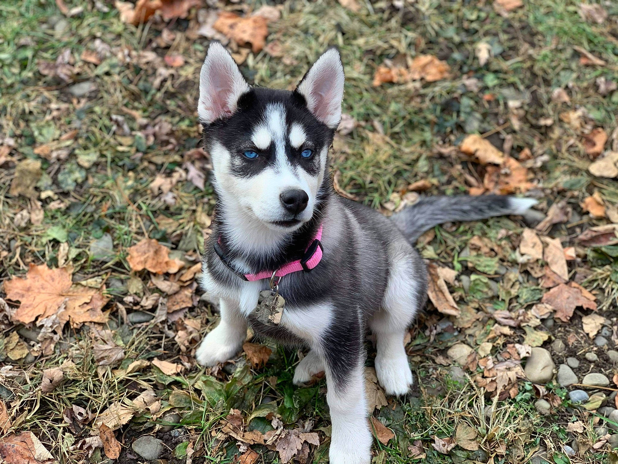 Bryn is registered to the contest to win money with this photo: alaskan_klee_kai, canidae, carnivore, dog, dog_breed, lapponian_herder, mammal, miniature_siberian_husky, native_american_indian_dog, northern_inuit_dog, puppy, rare_breed_dog, sakhalin_husky, seppala_siberian_sleddog, siberian_husky, sled_dog, sporting_group, tamaskan_dog, vertebrate, wolfdog