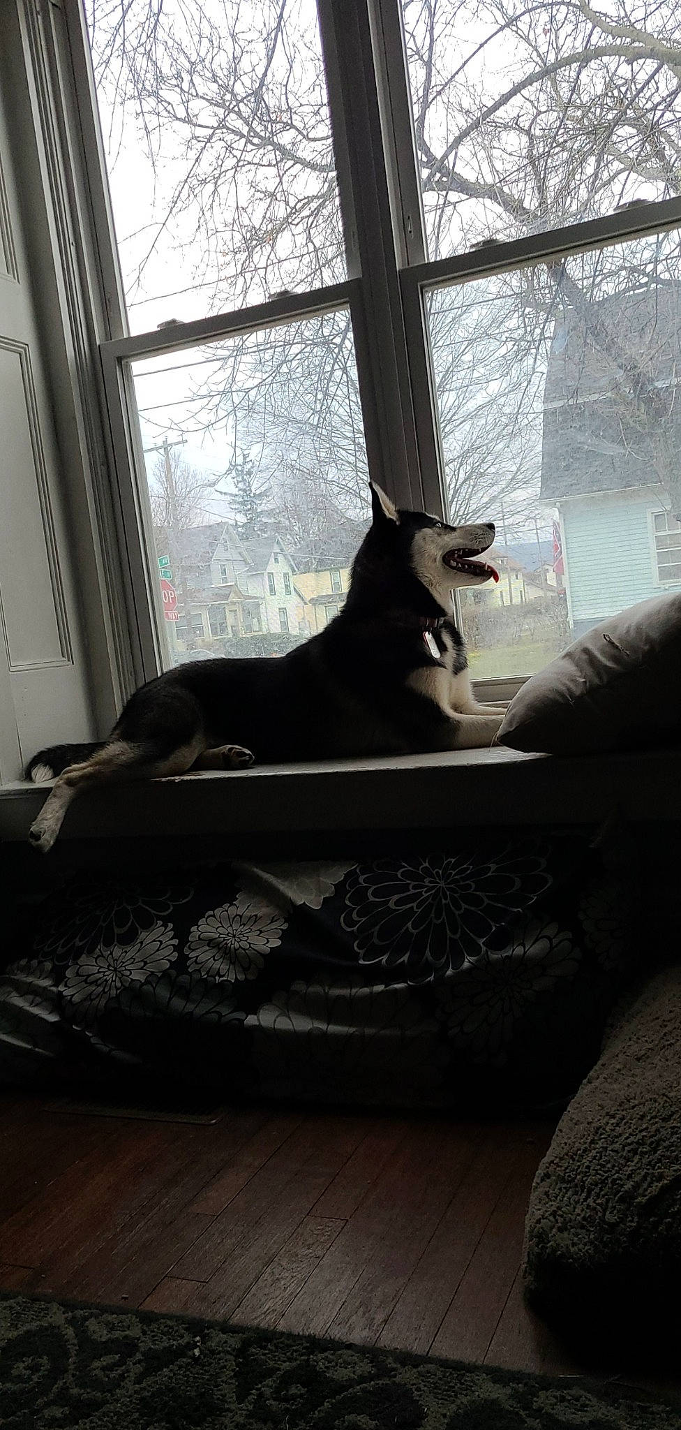 Bryn is registered to the contest to win money with this photo: bed, canidae, carnivore, cat, comfort, curtain, dobermann, felidae, furniture, guard_dog, interior_design, room, small_to_medium_sized_cats, whiskers, window, window_covering, window_treatment