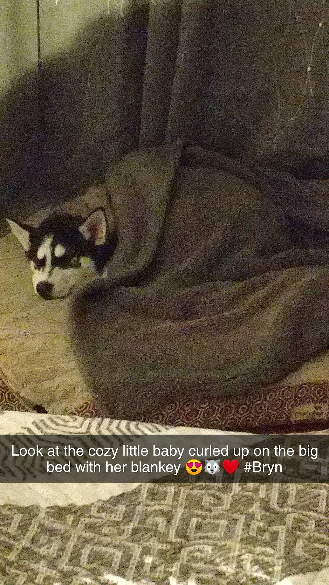 Bryn is registered to the contest to win money with this photo: alaskan_malamute, canidae, carnivore, photo_caption, siberian_husky, tail