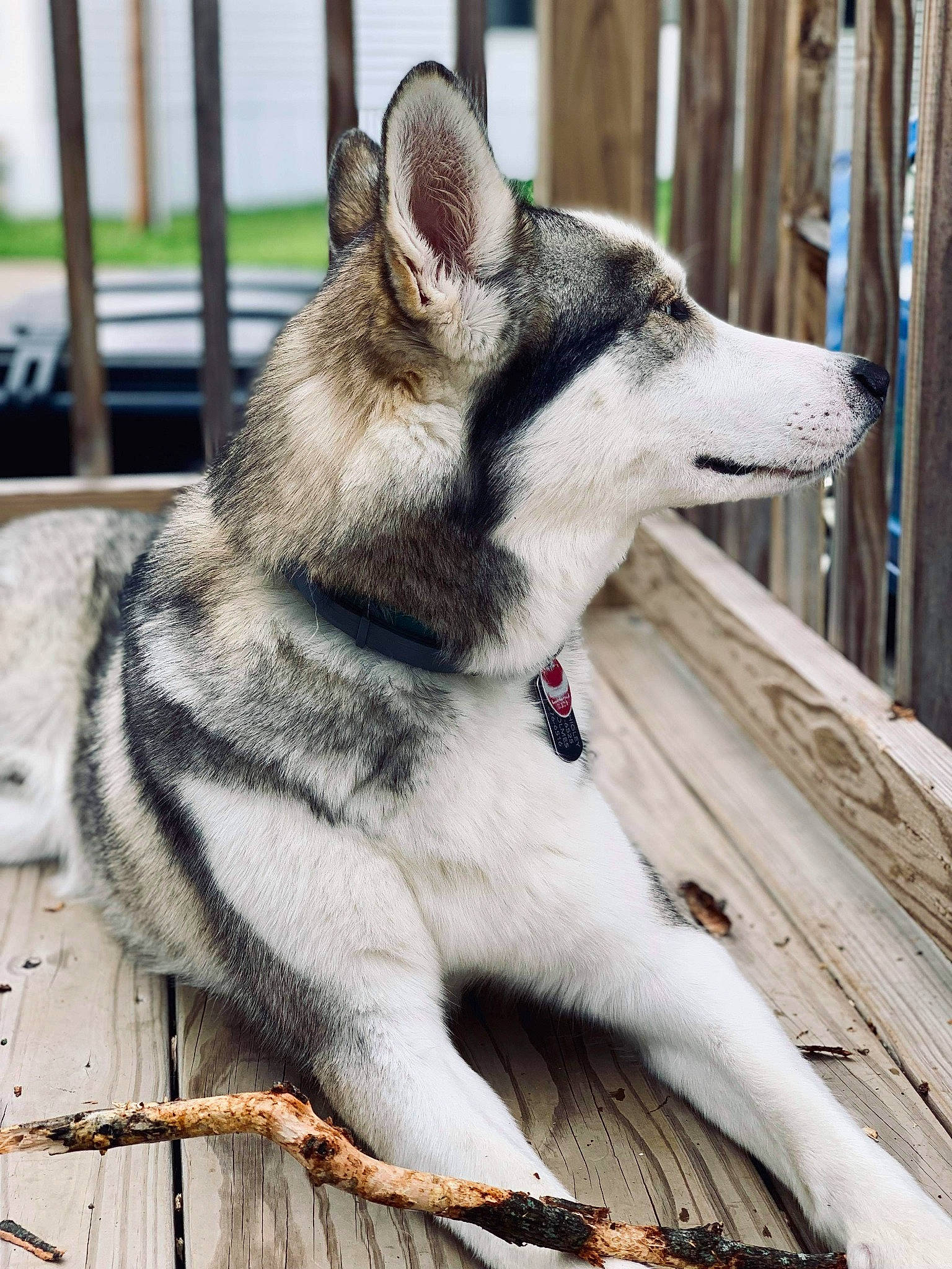 Björn joined the competition — help win amazing prizes! alaskan_malamute, canadian_eskimo_dog, canidae, carnivore, czechoslovakian_wolfdog, dog, dog_breed, east_siberian_laika, greenland_dog, jamthund, mammal, native_american_indian_dog, northern_inuit_dog, saarloos_wolfdog, seppala_siberian_sleddog, siberian_husky, sled_dog, tamaskan_dog, vertebrate, wolfdog
